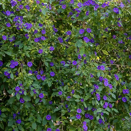 Panoramic House بيت ضيافة ريبيرا برافا