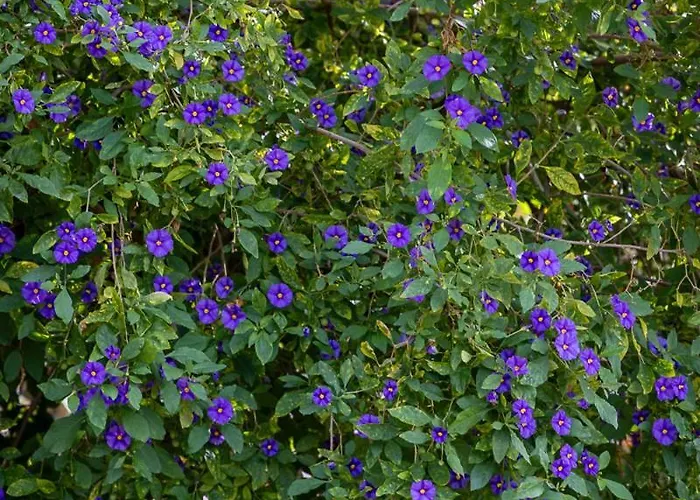 Panoramic House Penzion Ribeira Brava
